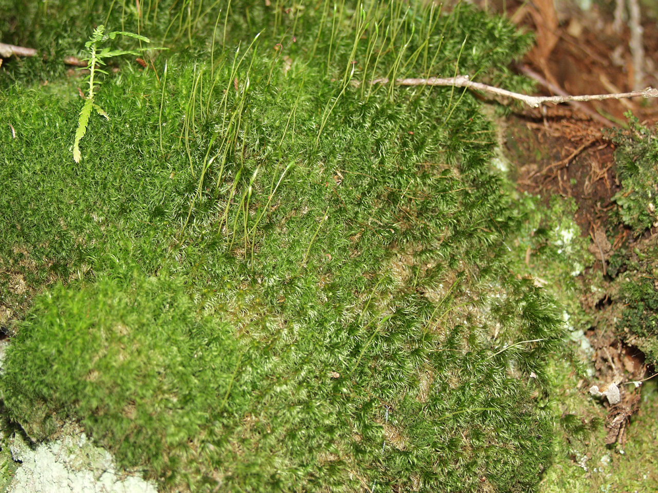 P4150992.JPG