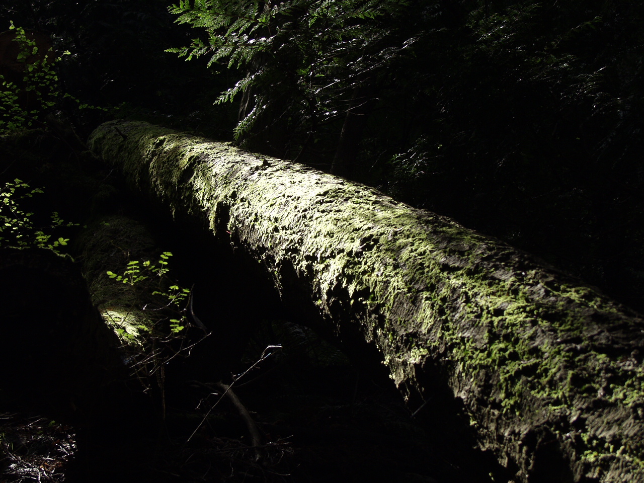 P4150997.JPG