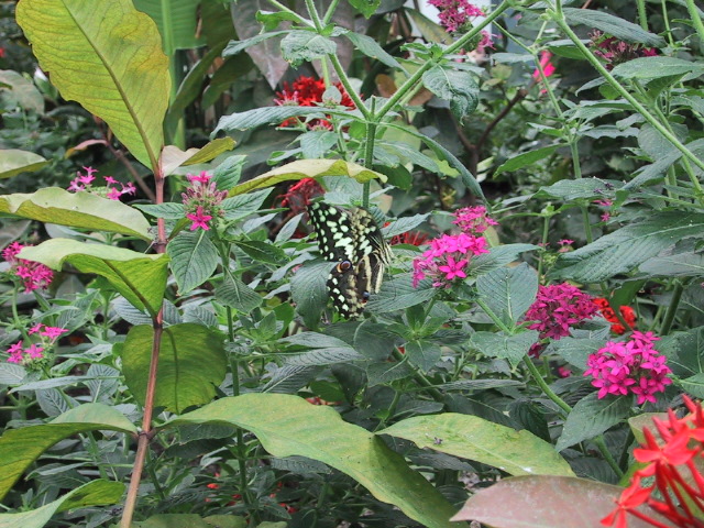 IMG_2079.JPG