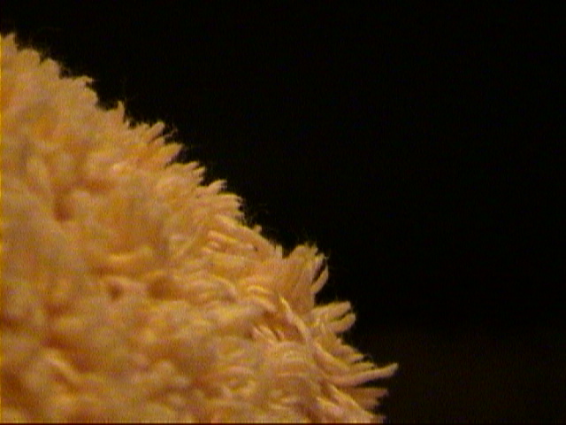 DSC00020.JPG
