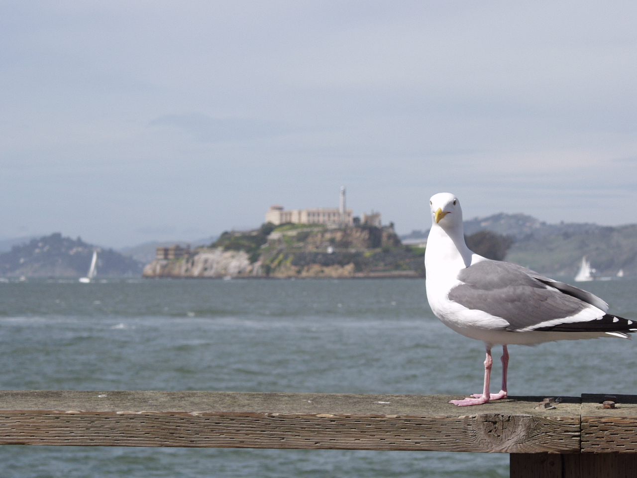 Brids eye view of alcatraz.jpg