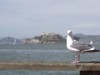 Brids eye view of alcatraz.jpg