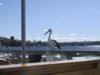 Cheap eat at rosebay.jpg