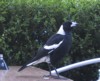 magpie.jpg