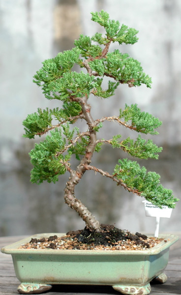 bonzai