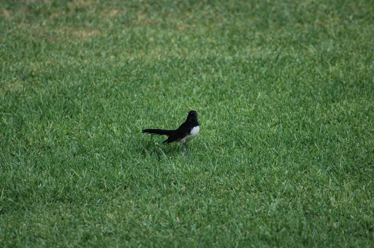 DSC_4419