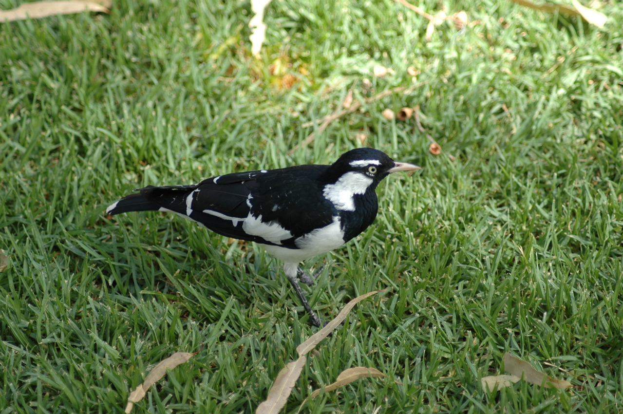 DSC_4433