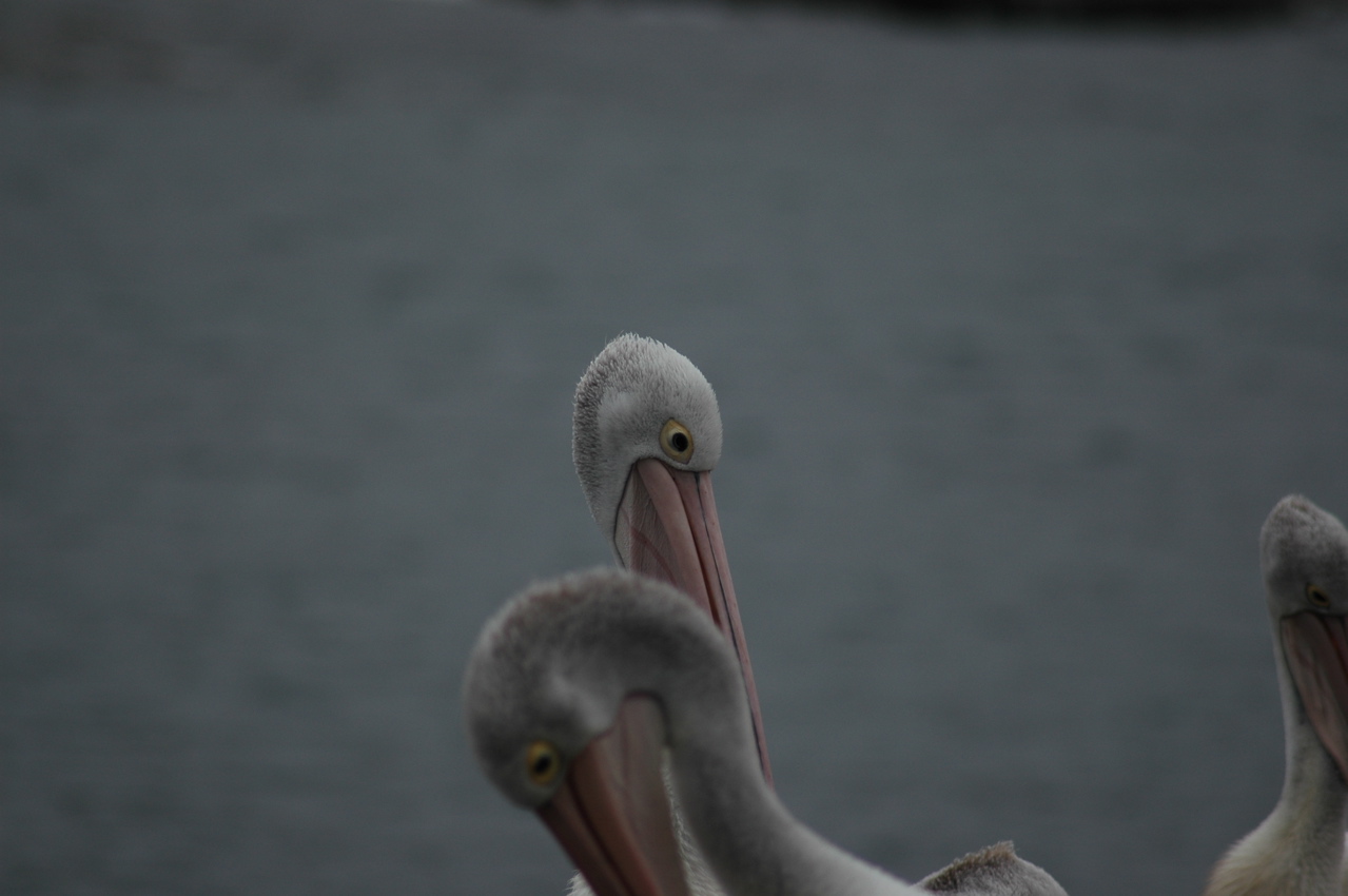 DSC_4312