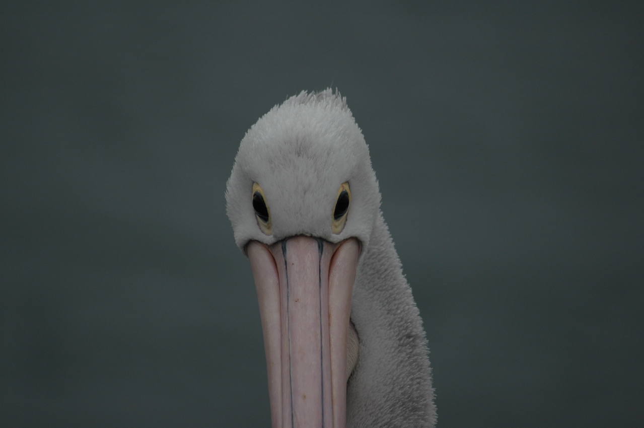 DSC_4325