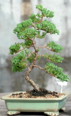 bonzai