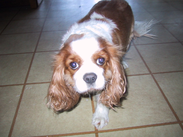 ELMO-Puppy-Sam-mum's-dog.jpg