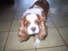 ELMO-Puppy-Sam-mum's-dog.jpg