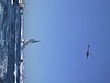 hellicopter+fleet.jpg