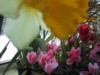 IMG_2067.JPG
